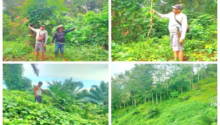Masalah Gulma Masyarakat Benteng Mengeluh Sikap PT.RAA, Berharap Bupati Dan Ketua DPR Cari Solusi
