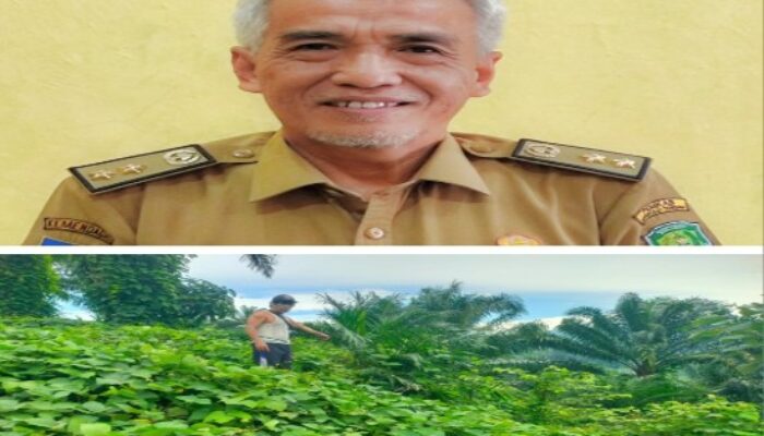 Gulma Kacang Mangkuna Milik PT RAA Merusak Kebun Warga Ditangapi Pemkab Benteng, Ini Penjelasannya