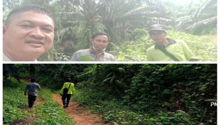 Usai Cek Lapangan Pemkab Benteng Segera Surati PT RAA Masalah Gulma Kacang Mangkuna Masuk Kebun Rakyat